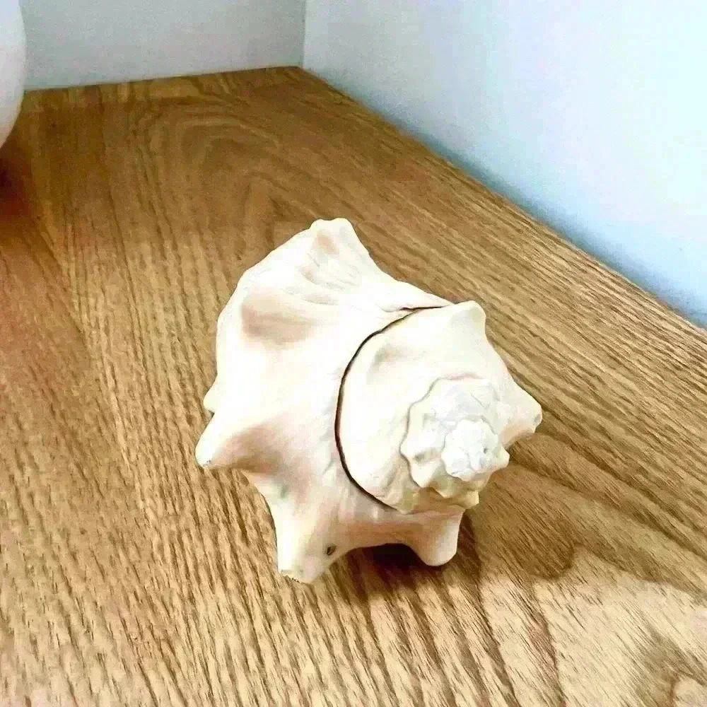 Decorative Sea Shell Home Decor Coastal Design